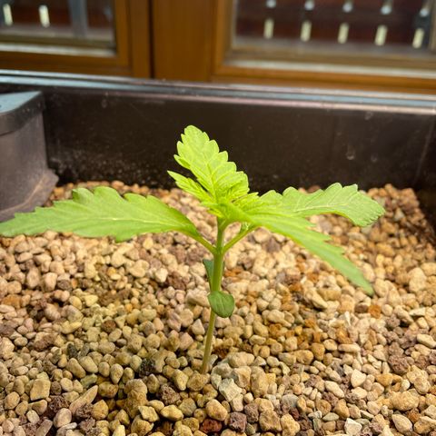 Pink Rozay Automatic growlog timeline photo
