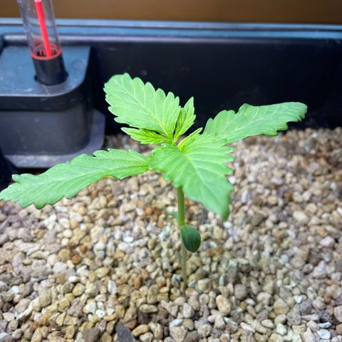 Watermelon Candy Automatic growlog timeline photo