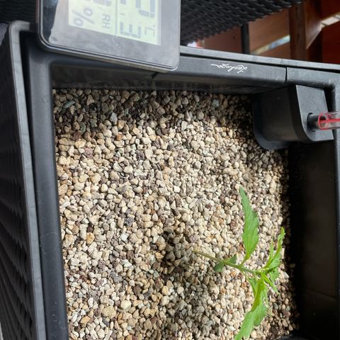 Pink Rozay Automatic growlog timeline photo