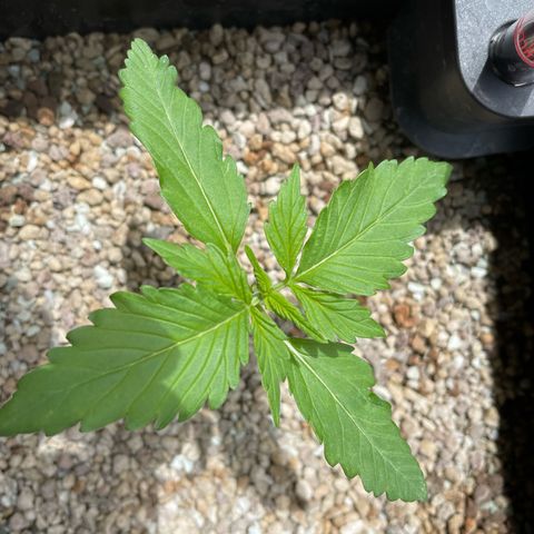Watermelon Candy Automatic growlog timeline photo