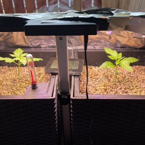 Pink Rozay Automatic growlog photo: Grusliges Nasskaltes Wetter eignet sich nicht für Outdoor —> Ich präsentiere MöchtegernSelbstbauGrowbox V1 😎