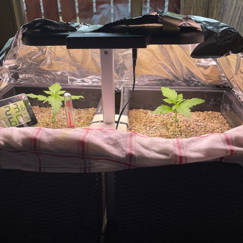 Pink Rozay Automatic growlog photo: PseudoSelbstbauGrowbox V2