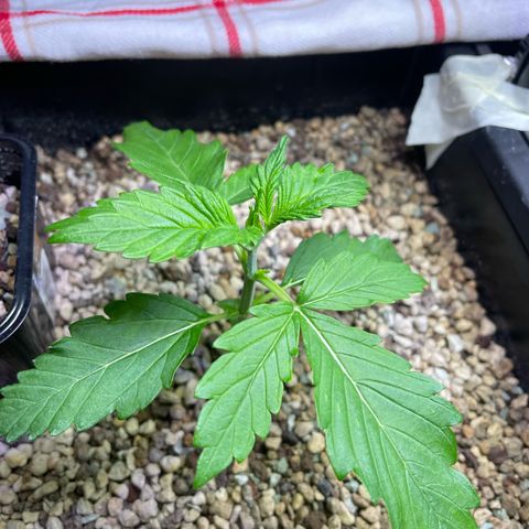 Pink Rozay Automatic growlog timeline photo