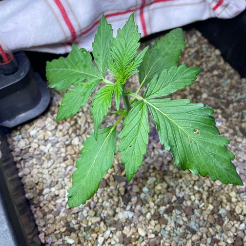 Watermelon Candy Automatic growlog photo: Wassertropfen 💧 auf Blättern in der Mittagssonne gibt Löcher in den 🍃 😩