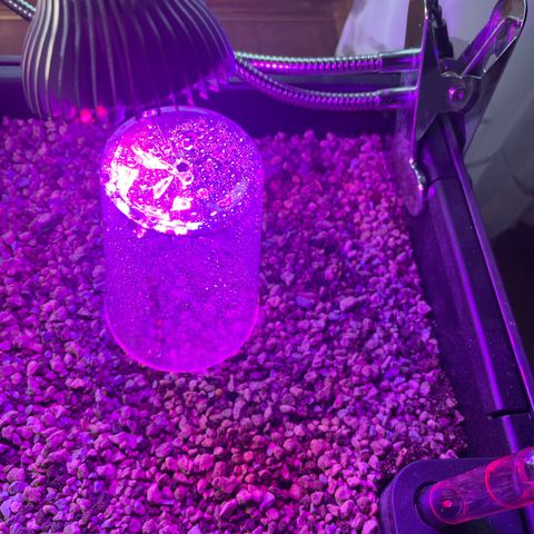 StrawZ Automatic growlog photo