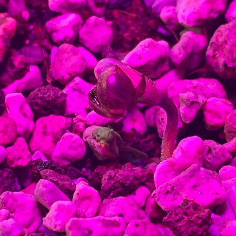 StrawZ Automatic growlog photo