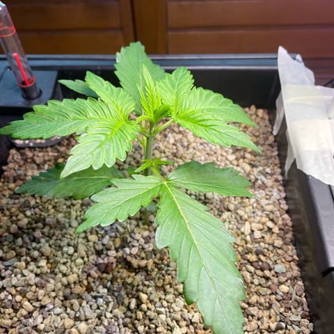 Pink Rozay Automatic growlog timeline photo