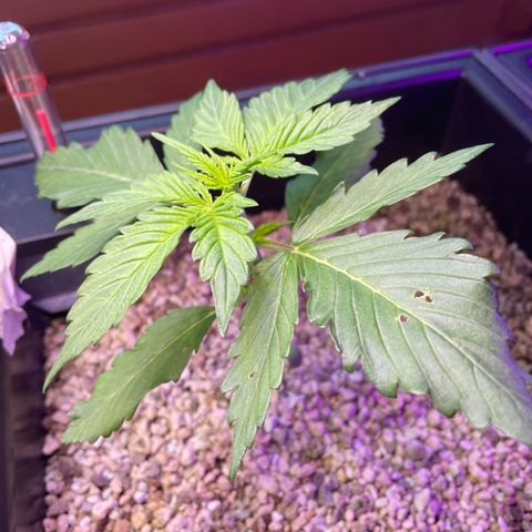 Watermelon Candy Automatic growlog timeline photo