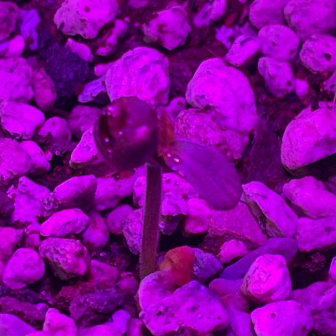 StrawZ Automatic growlog timeline photo