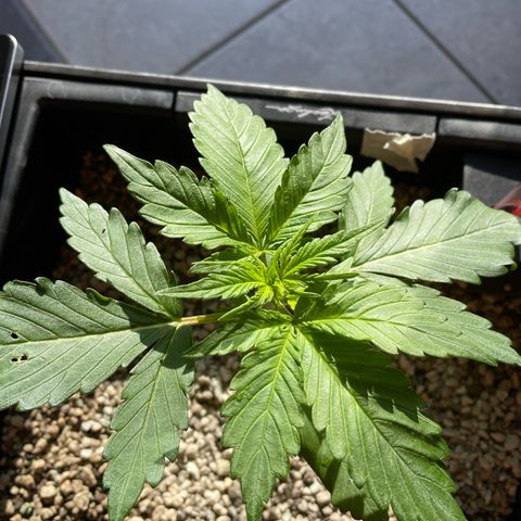 Watermelon Candy Automatic growlog photo: Endlich wieder ☀️ 