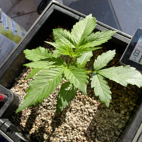 Pink Rozay Automatic growlog photo: endlich wieder ☀️ 