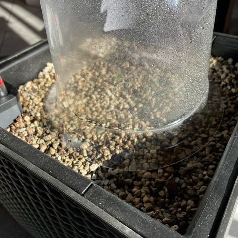 StrawZ Automatic growlog photo: Endlich wieder ☀️ aber Outdoor nur im Vogelschutzbunker damit sie nicht endet wie Honeymoon I
