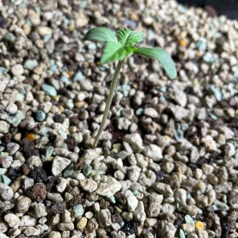StrawZ Automatic growlog timeline photo