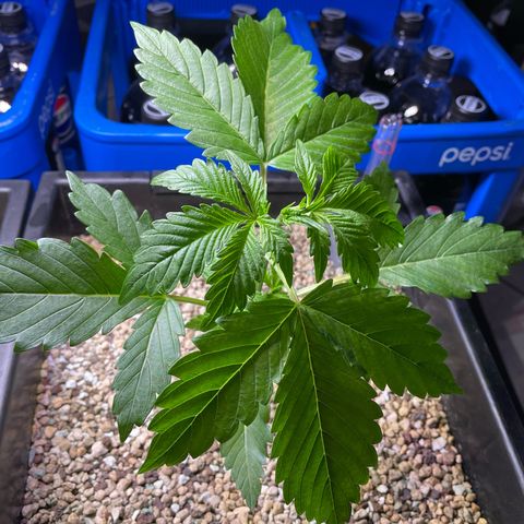 Pink Rozay Automatic growlog timeline photo