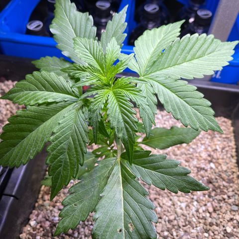 Watermelon Candy Automatic growlog timeline photo