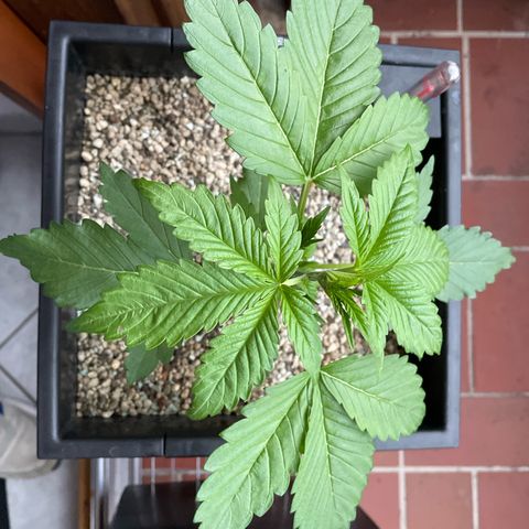 Pink Rozay Automatic growlog timeline photo