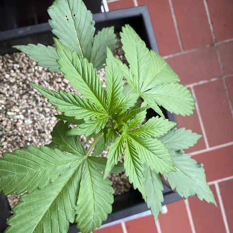 Watermelon Candy Automatic growlog timeline photo