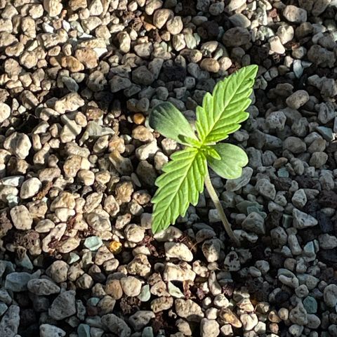 StrawZ Automatic growlog timeline photo