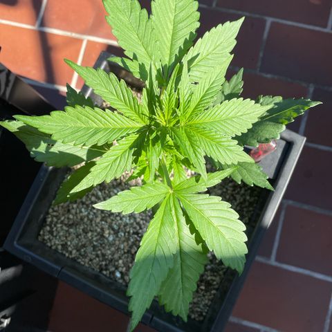 Watermelon Candy Automatic growlog timeline photo