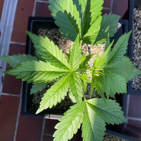 Pink Rozay Automatic growlog timeline photo