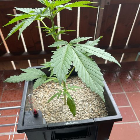 Watermelon Candy Automatic growlog timeline photo