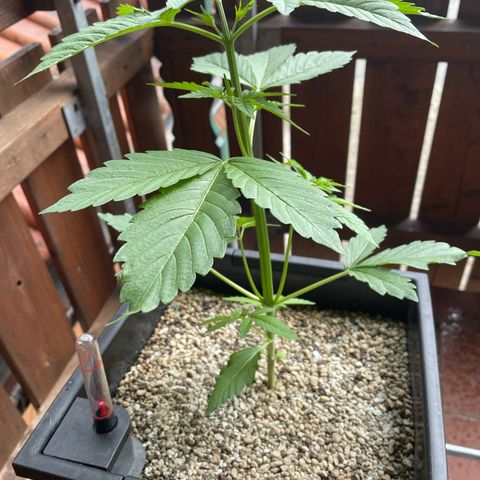Pink Rozay Automatic growlog timeline photo