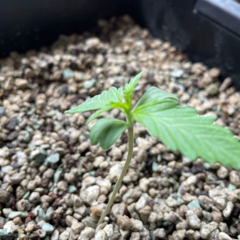StrawZ Automatic growlog timeline photo