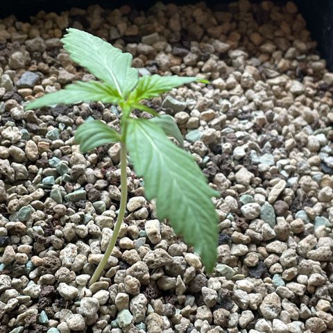 StrawZ Automatic growlog timeline photo