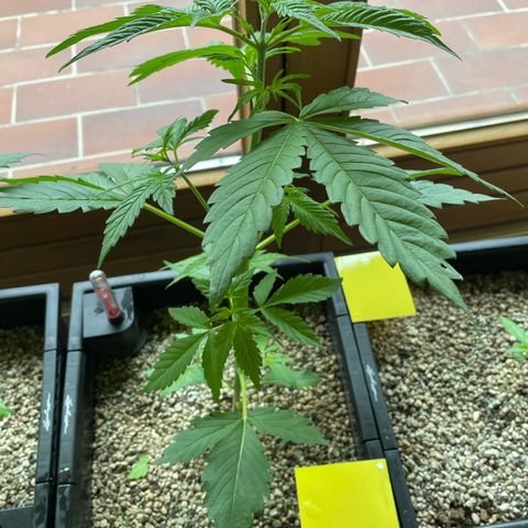Pink Rozay Automatic growlog timeline photo