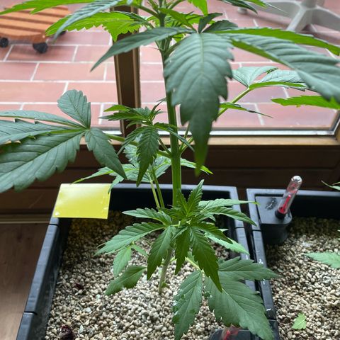 Watermelon Candy Automatic growlog timeline photo