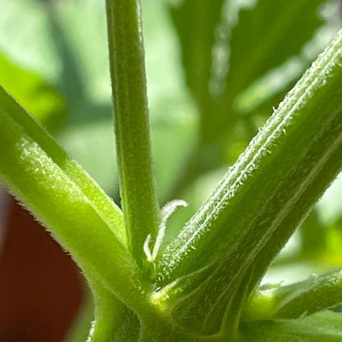 Pink Rozay Automatic growlog photo: Es blüht langsam