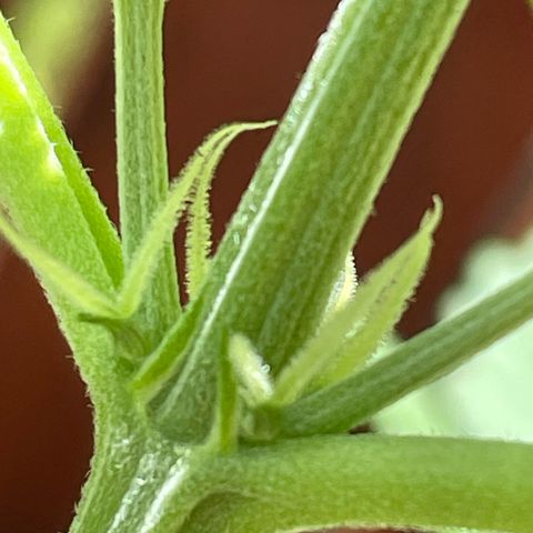 Watermelon Candy Automatic growlog photo: Die ersten 🌸 
