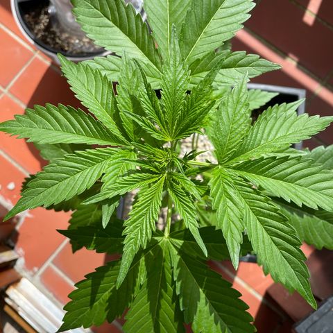 Pink Rozay Automatic growlog timeline photo
