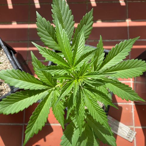 Watermelon Candy Automatic growlog timeline photo