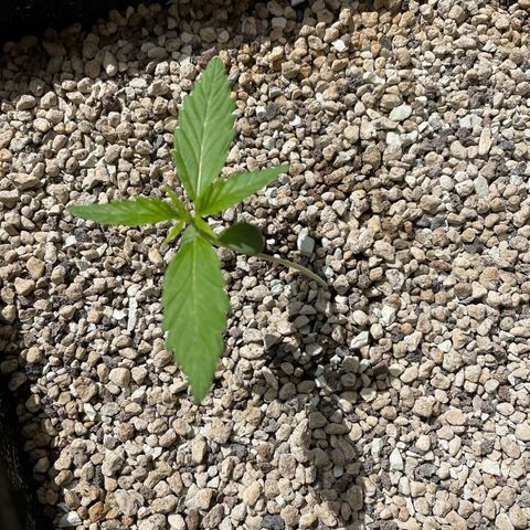 StrawZ Automatic growlog timeline photo