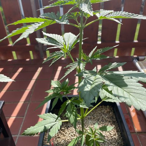 Watermelon Candy Automatic growlog timeline photo