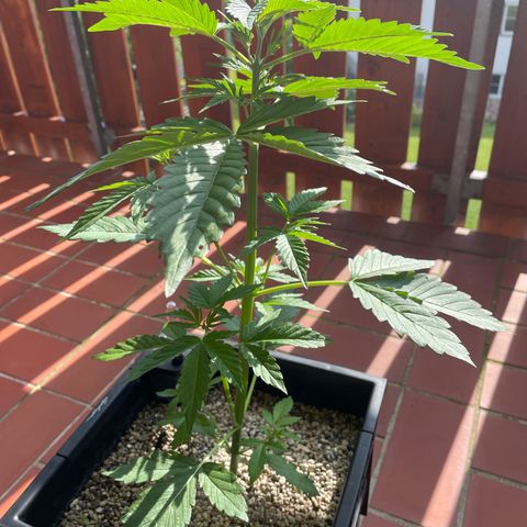 Pink Rozay Automatic growlog timeline photo