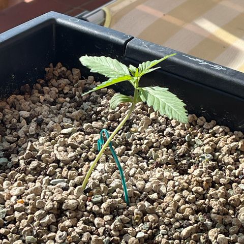 StrawZ Automatic growlog timeline photo