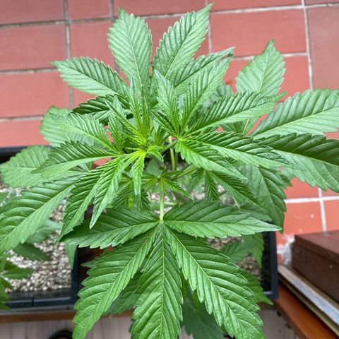 Pink Rozay Automatic growlog timeline photo