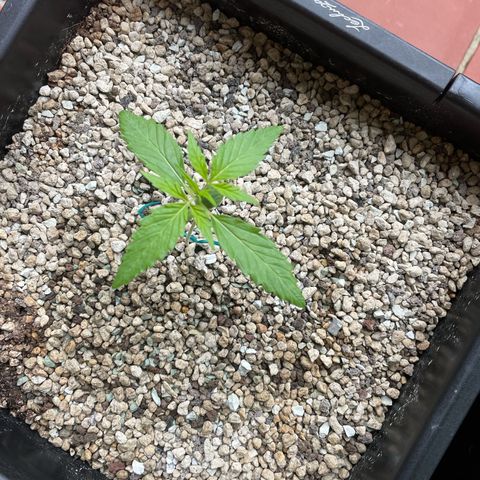 StrawZ Automatic growlog timeline photo