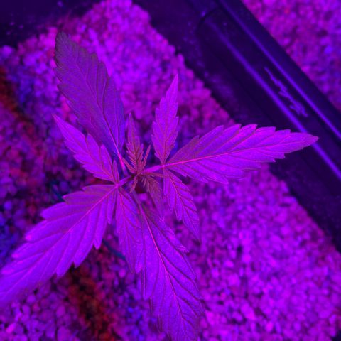 StrawZ Automatic growlog timeline photo