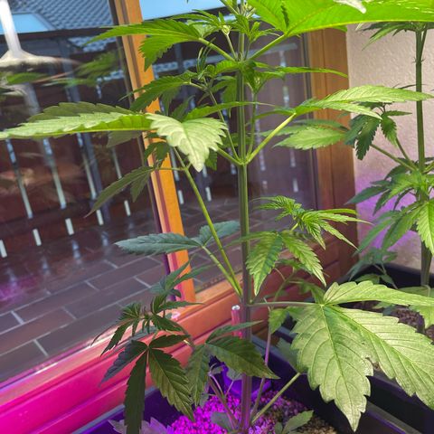 Pink Rozay Automatic growlog timeline photo