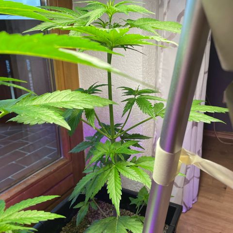 Watermelon Candy Automatic growlog timeline photo