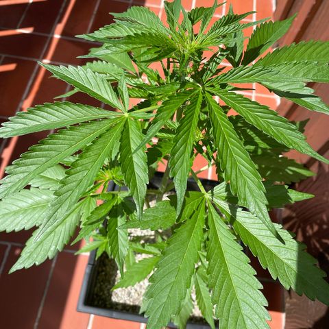 Watermelon Candy Automatic growlog timeline photo