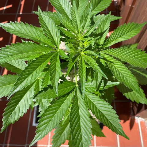 Pink Rozay Automatic growlog timeline photo