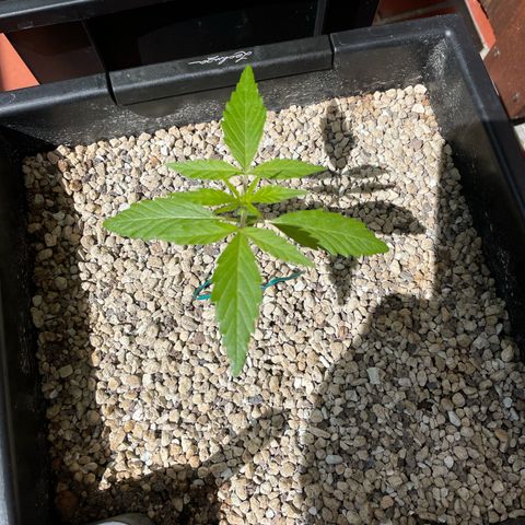 StrawZ Automatic growlog timeline photo