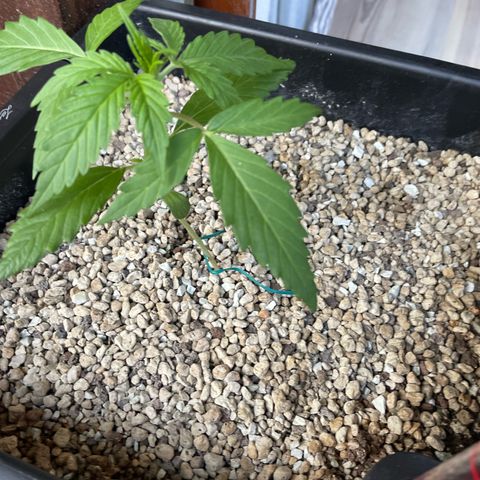 StrawZ Automatic growlog timeline photo