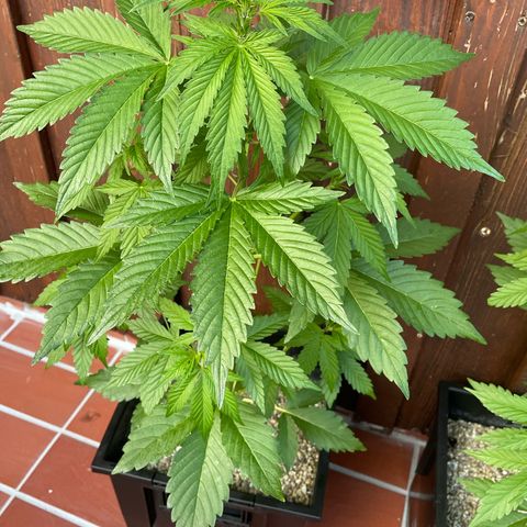 Pink Rozay Automatic growlog timeline photo