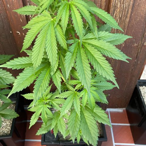 Watermelon Candy Automatic growlog timeline photo