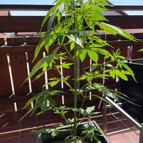 Watermelon Candy Automatic growlog timeline photo